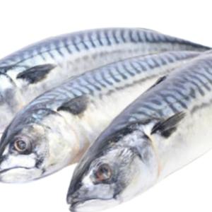 MACKEREL FISH TITUS (5 PACK)